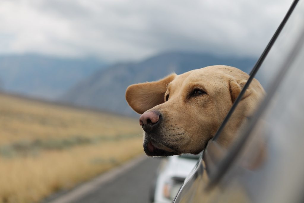 Best Car Seats for Large Dogs