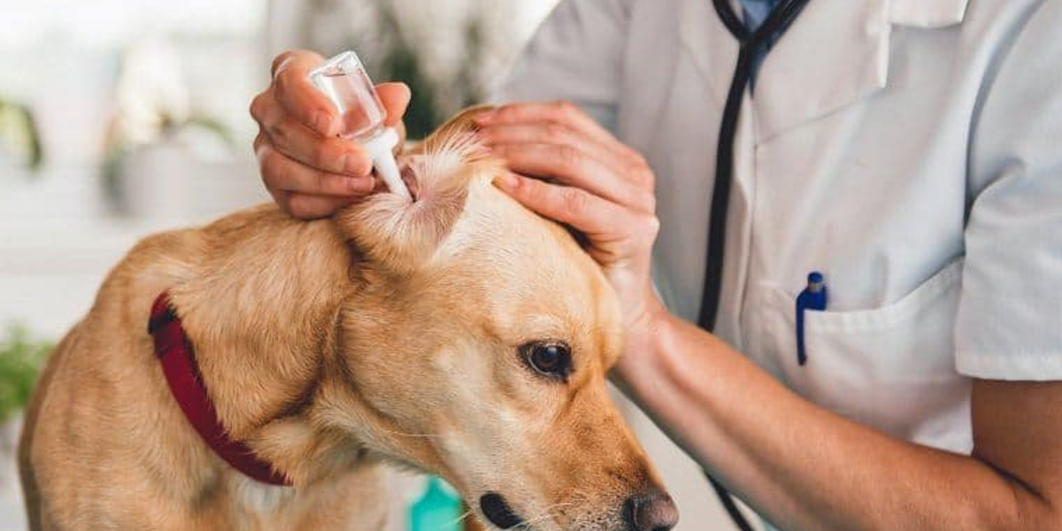 3 Best Dog Ear Drops In 2022 That Actually Work Canine Weekly