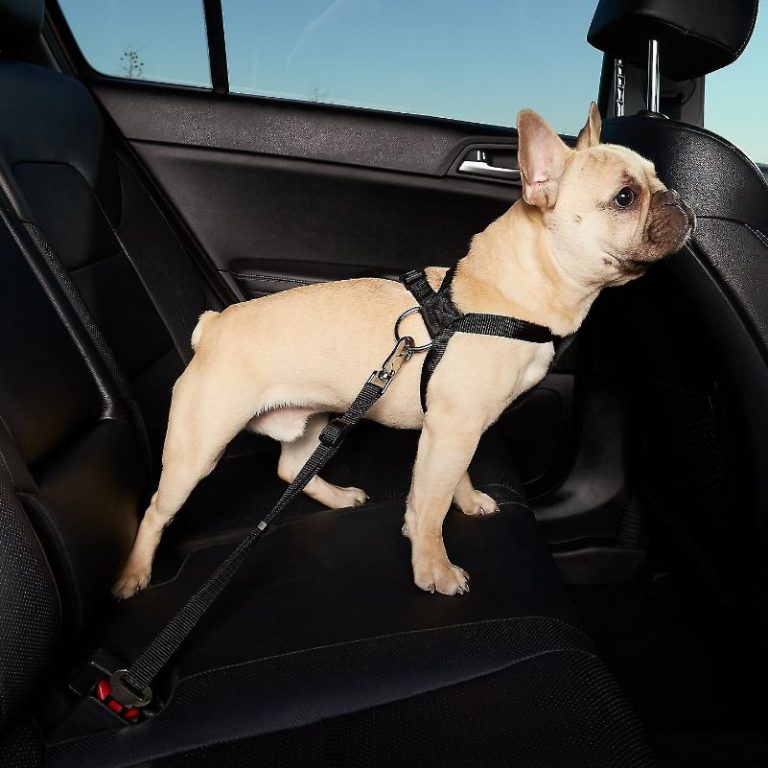 10 Best Dog Car Harnesses of 2020