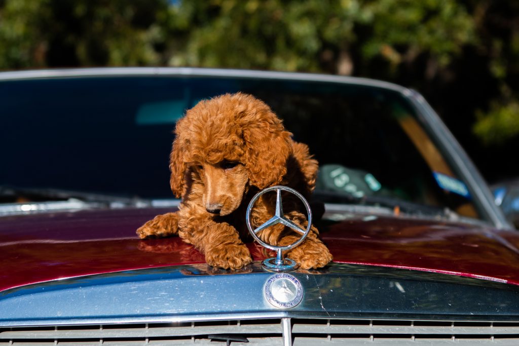 Best Dog Car Harnesses