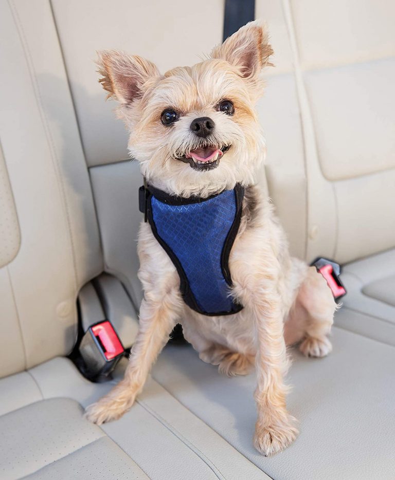 10 Best Dog Car Harnesses of 2020