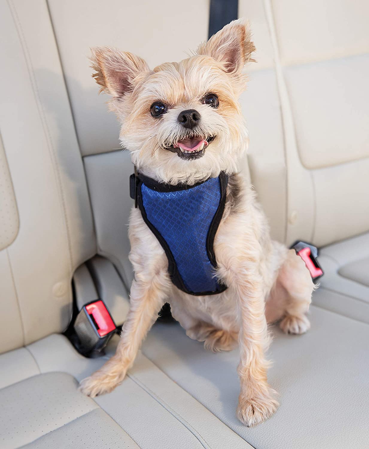 10 Best Dog Car Harnesses of 2020
