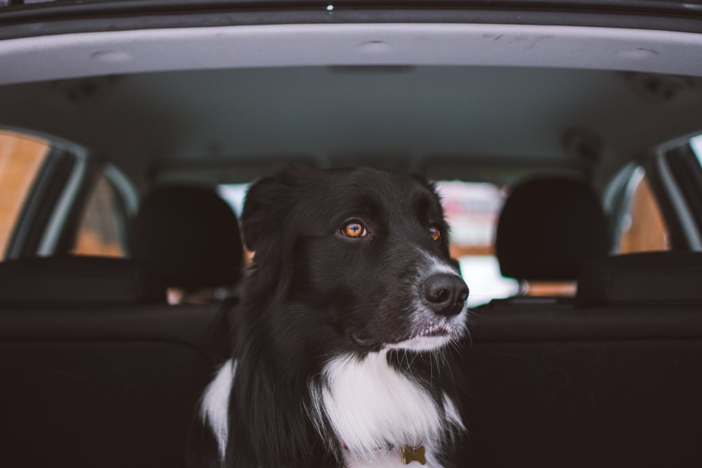Best Dog Car Harnesses