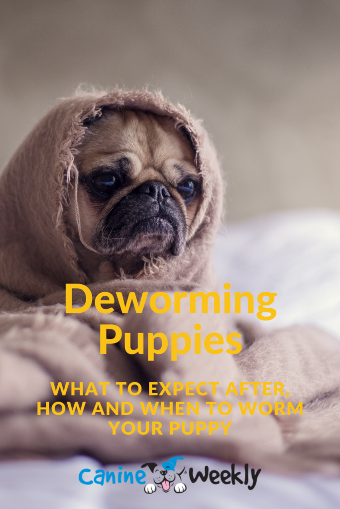 Deworming Puppies What To Expect After How And When To Worm,Crochet Elephant Pattern