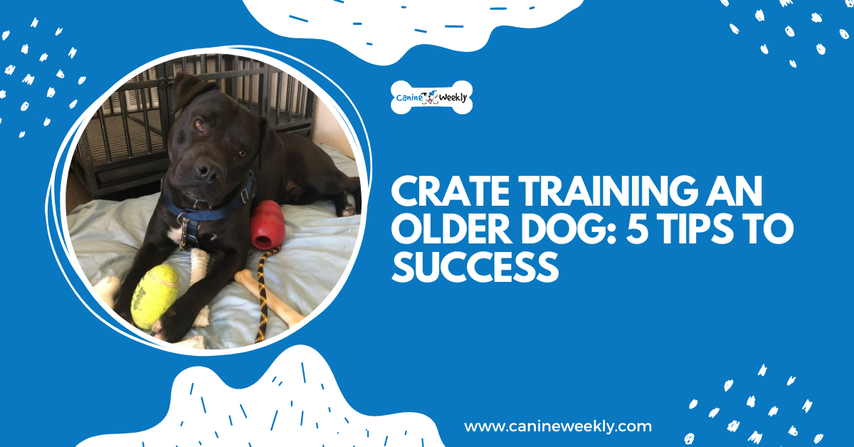 Crate Training an Older Dog 5 Tips to Success Canine Weekly