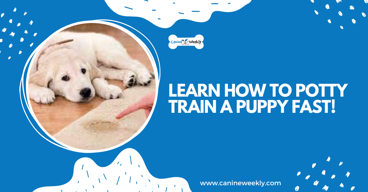 Learn How to Potty Train a Puppy Fast! Canine Weekly