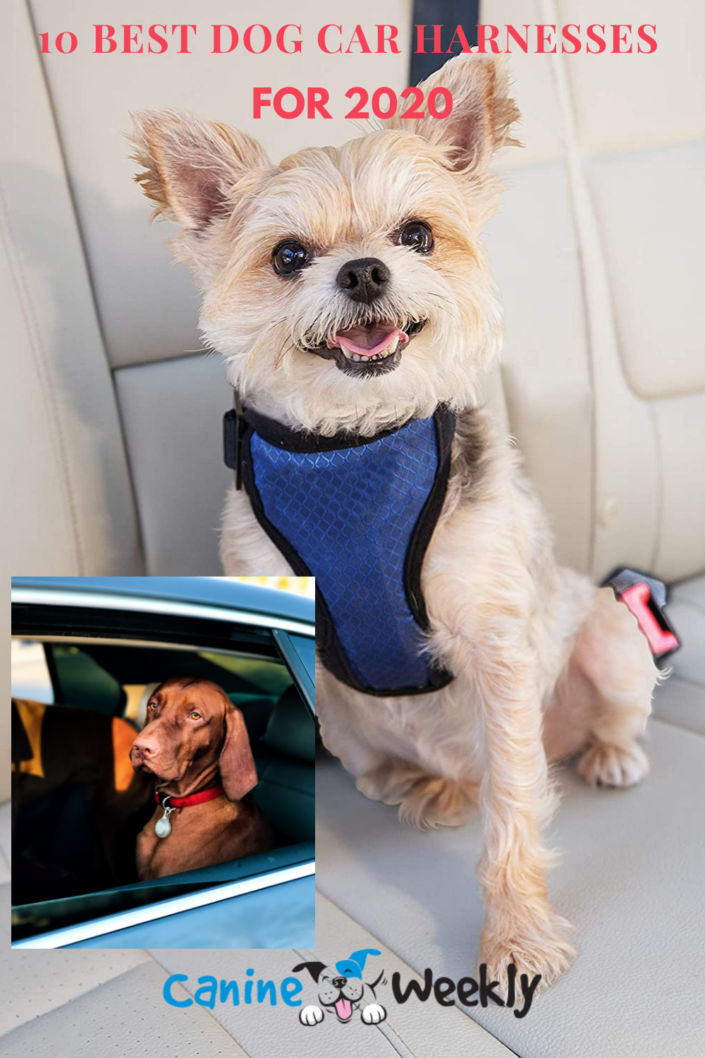 10 Best Dog Car Harnesses of 2021