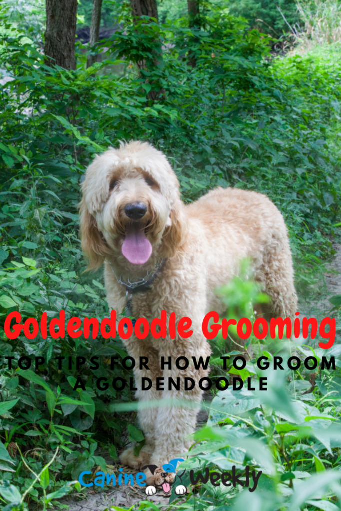 best dematting tool for goldendoodle