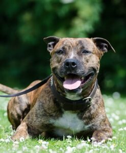 The Complete Guide to the American Staffordshire Terrier