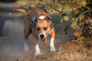 American Staffordshire Terriers Temperament