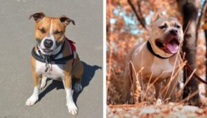 American Staffordshire Terriers vs. Pitbull