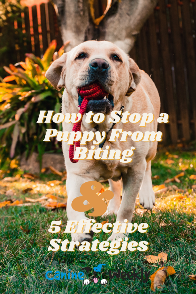 How to Stop a Puppy From Biting