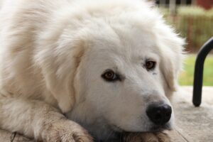 maremma dogs 101