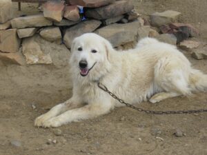 maremma dogs 101