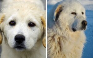 maremma dogs 101