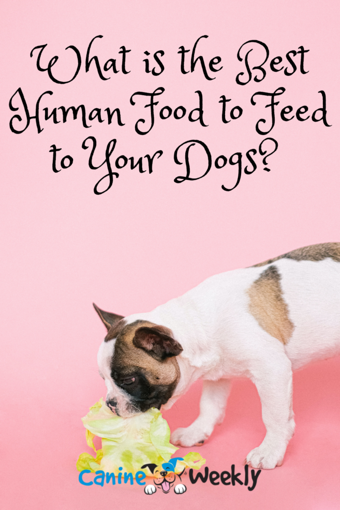 Best Human Food to Feed to Your Dogs