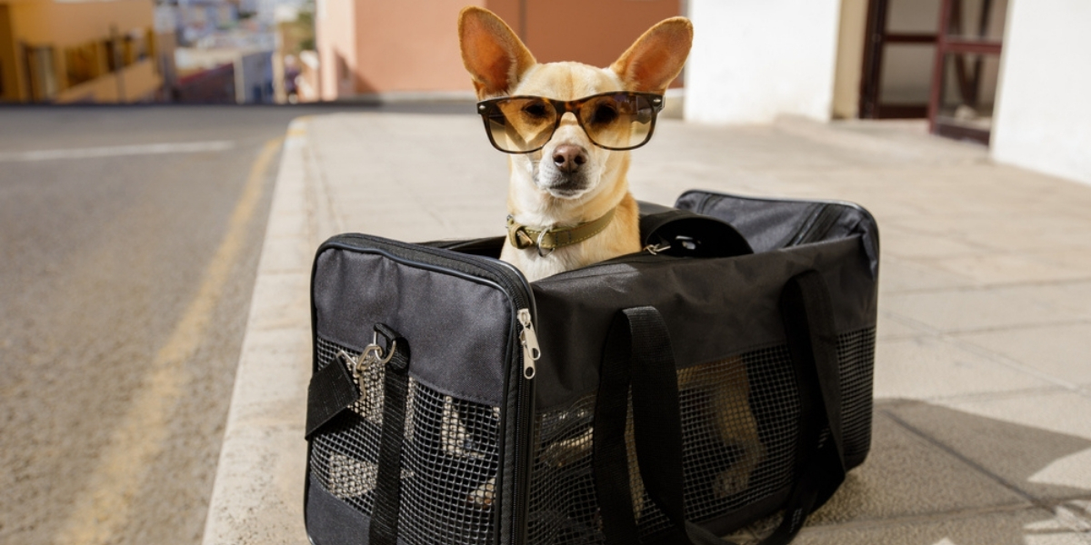 selecting-the-best-dog-travel-bag-in-2023