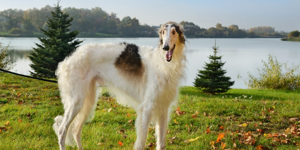 The Complete Guide to the Borzoi Dog