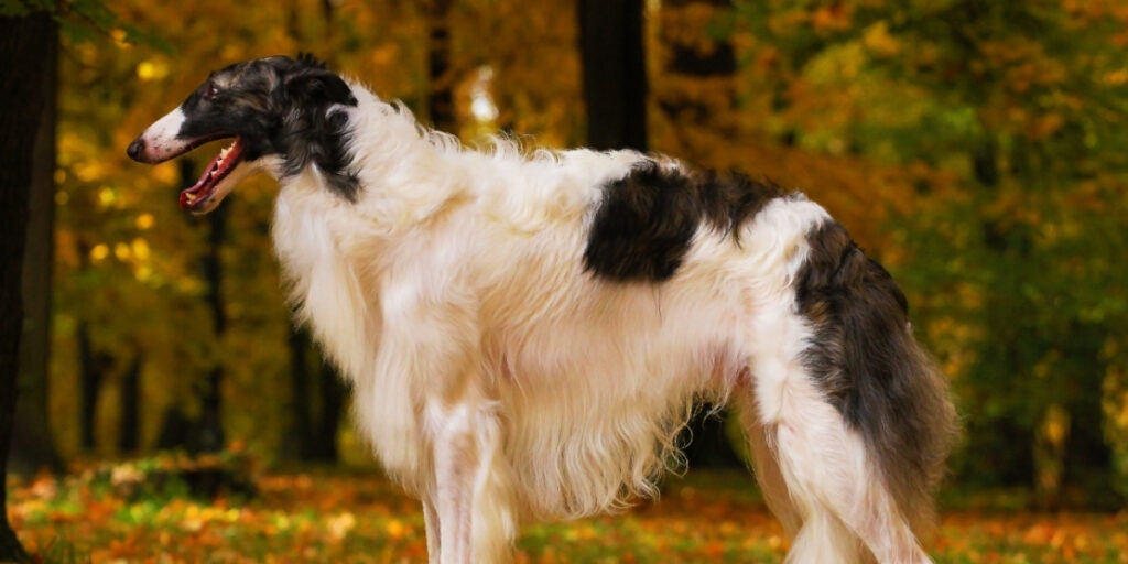 The Complete Guide to the Borzoi Dog