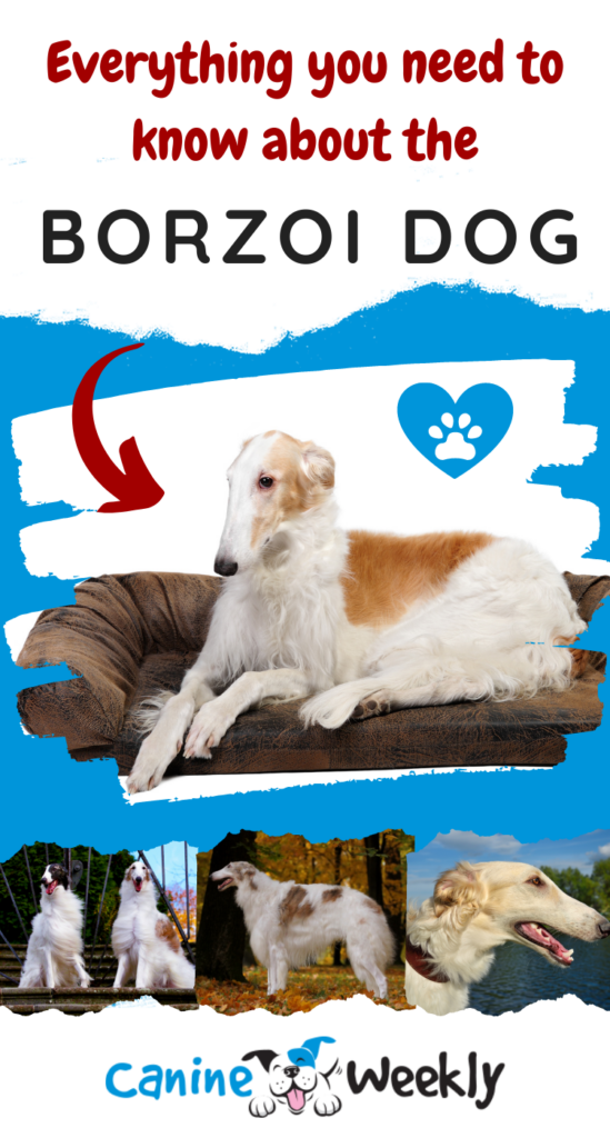 The Complete Guide to the Borzoi Dog