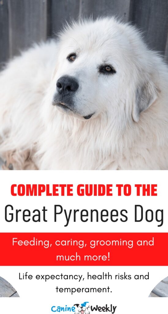 Great Pyrenees dog