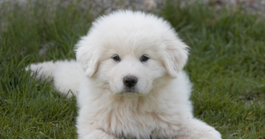 The Great Pyrenees Characteristics and Origens.