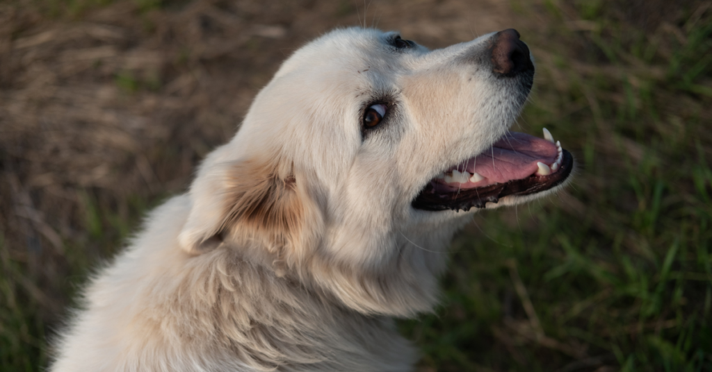 The Great Pyrenees Life Span and Health Concerns