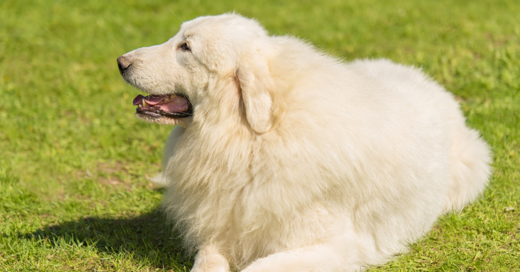 The Great Pyrenees Temperament