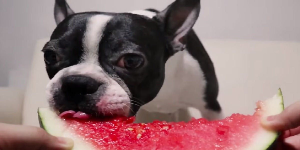 can-dogs-eat-watermelon-is-it-safe-for-them