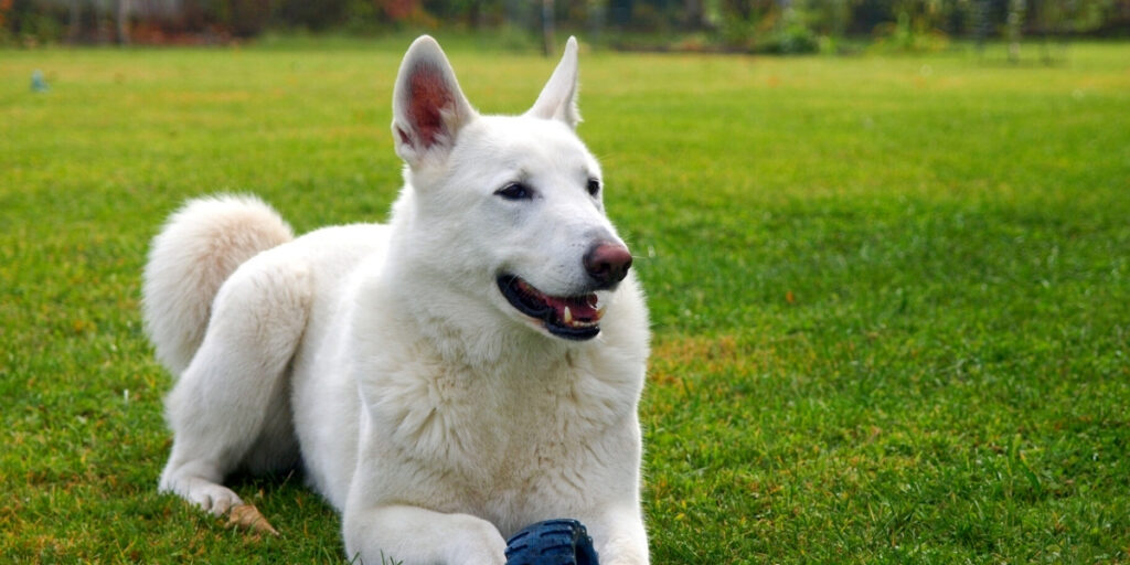 Your Complete Guide to Stunning White Husky Dog Breed