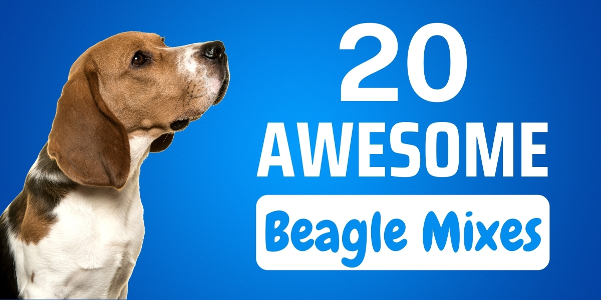 20 Awesome Beagle Mix Complete Guide to Beagle Cross Breeds