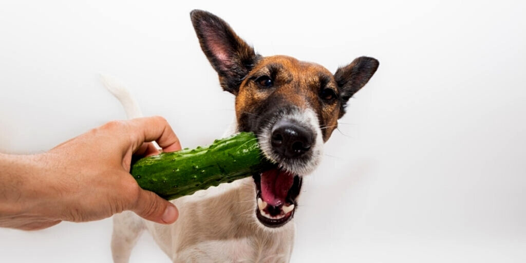 can-dogs-eat-pickles-are-they-safe-for-them