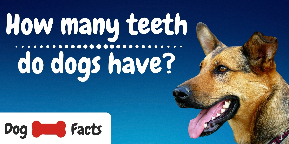 How Many Teeth Do Dogs Have? Ultimate Guide