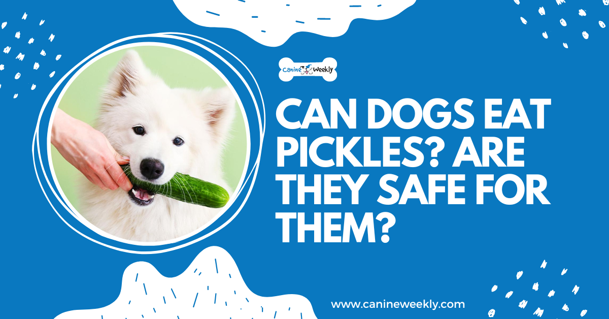 are pickles good for dogs