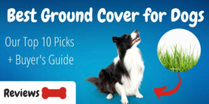 Top 10 Best Ground Cover for Dogs (Plus 3 Popular Alternatives)