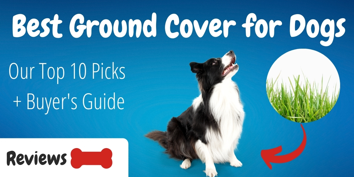 Top 10 Best Ground Cover For Dogs Plus, What Ground Cover Is Good For Dogs
