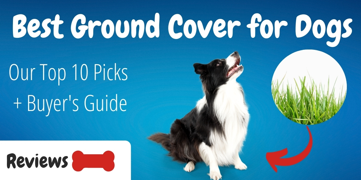 what is the best ground cover for dogs