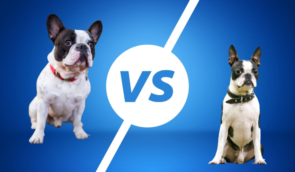 boston terrier vs french bulldog