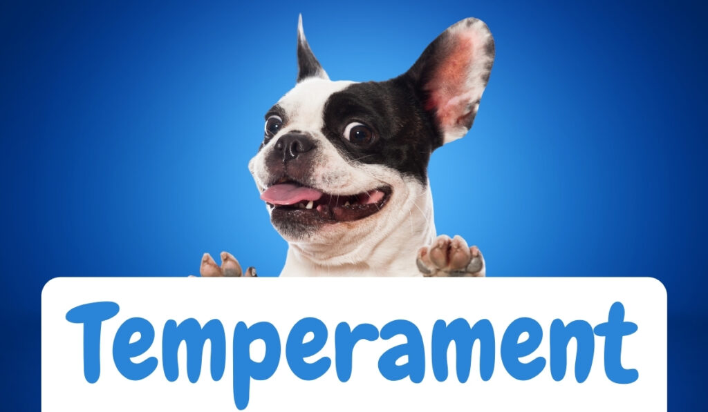 boston terrier vs french bulldog
