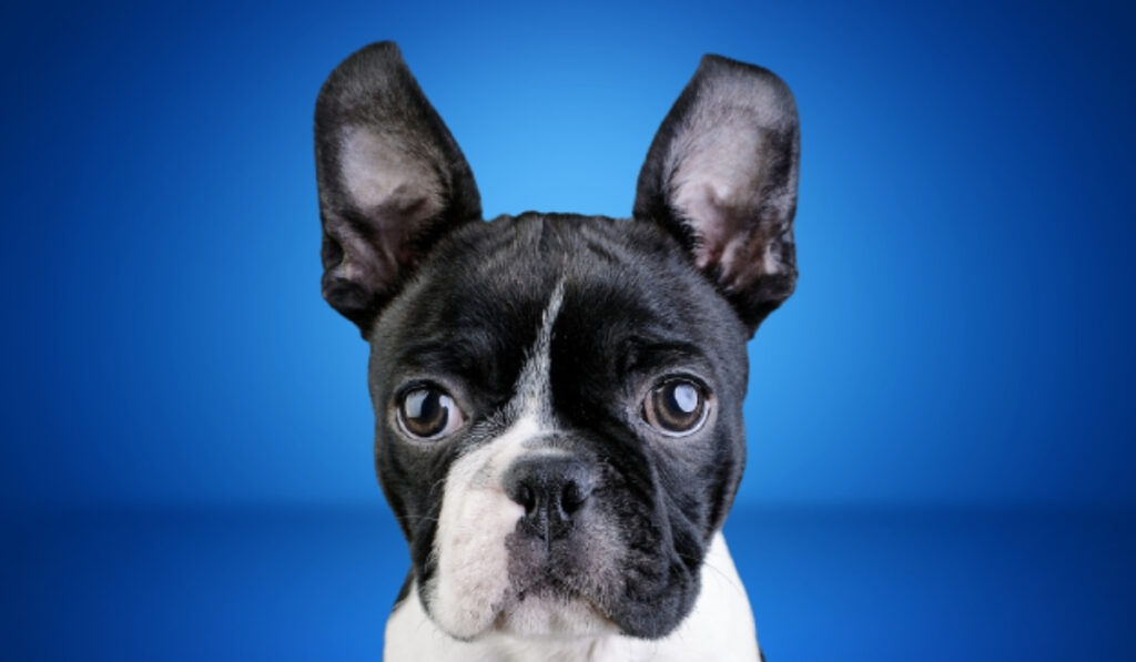 boston terrier vs french bulldog