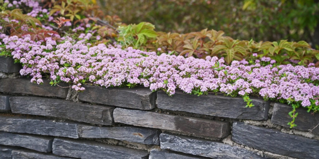 Top 10 Best Ground Cover for Dogs (Plus 3 Popular Alternatives)