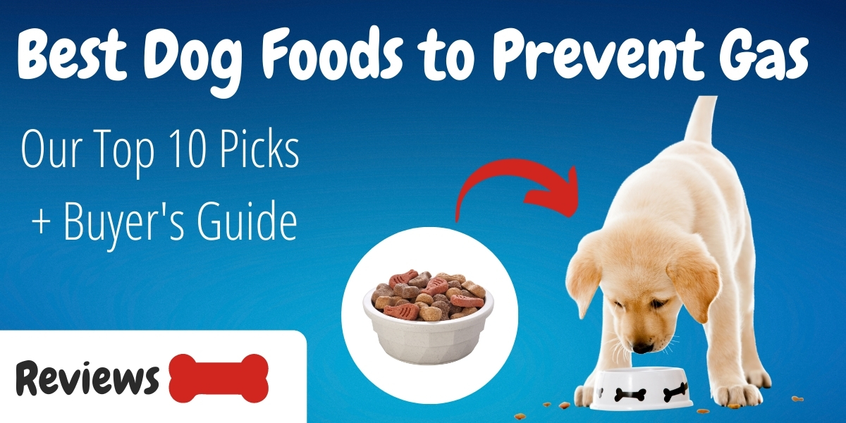 best food for gassy dogs