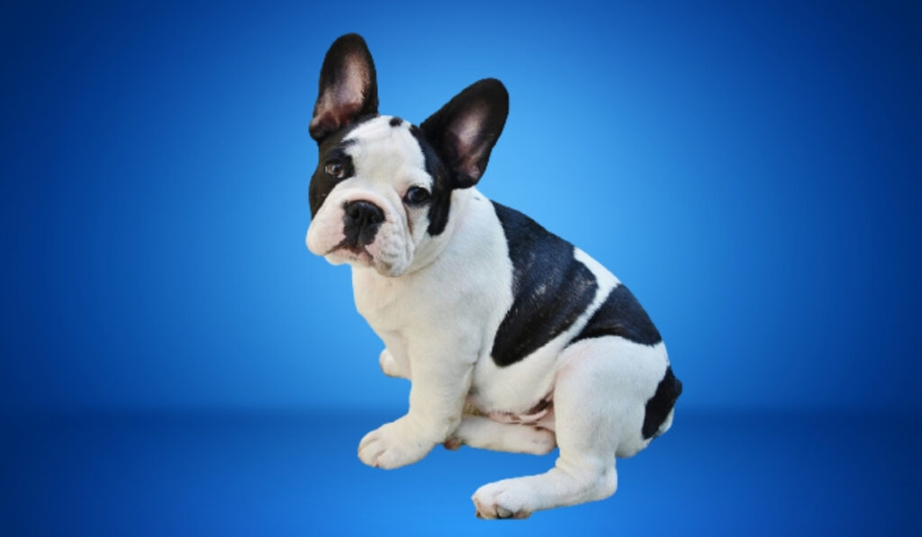 boston terrier vs french bulldog