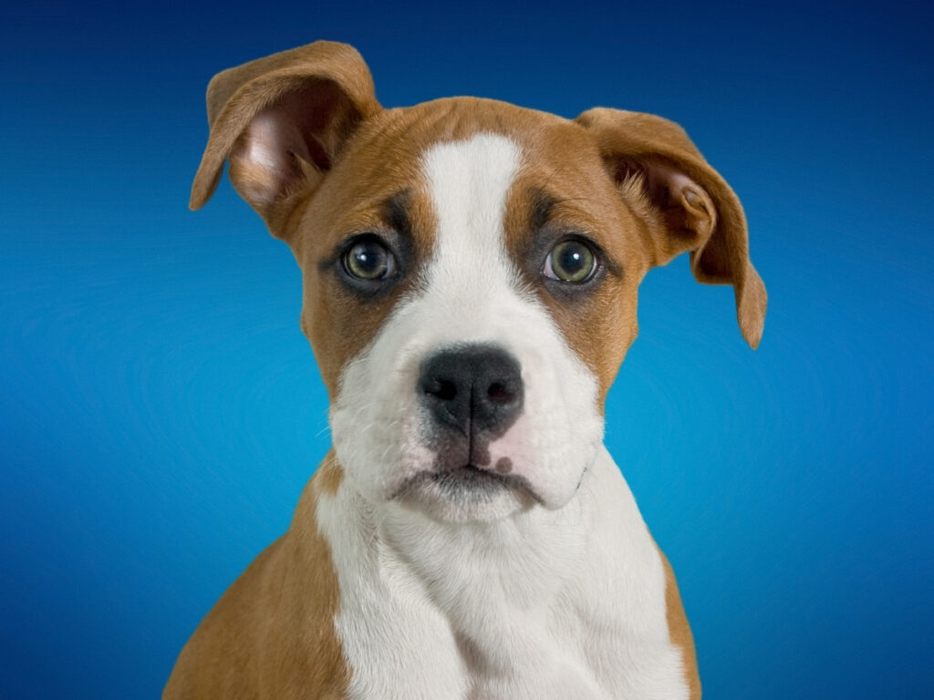 brown and white pitbull boxer mix