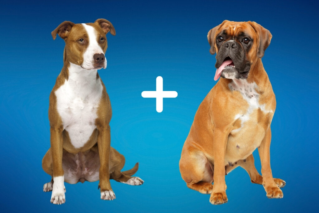 average price for pit boxer mix