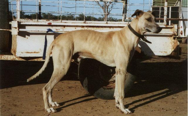 Australian Kangaroo Dog