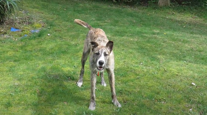 Australian Staghound