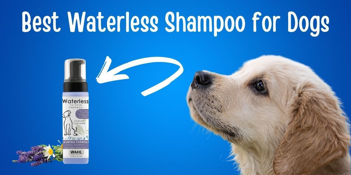 what is the best waterless dog shampoo
