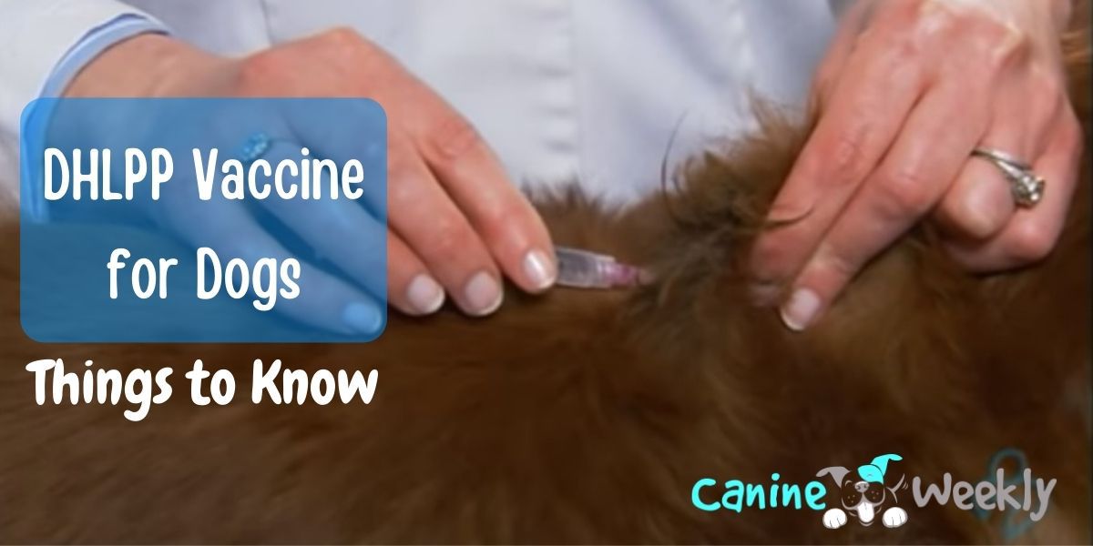 how often does my dog need dhlpp vaccine