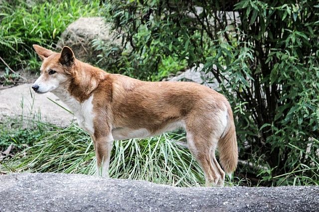 Dingo